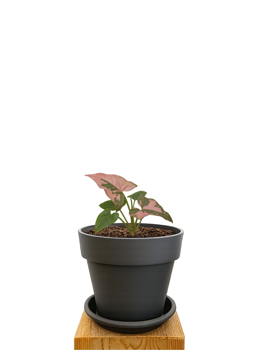 Pflanzkit 14 Anthrazit